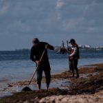 REPORTAN DISMINUCIÓN DRÁSTICA DEL SARGAZO EN PLAYAS QUINTANARROENSES