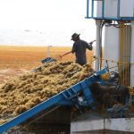 SUGIERE SENADORA CREAR INICIATIVA INTERNACIONAL PARA CONTRARRESTAR EL DAÑO DEL SARGAZO