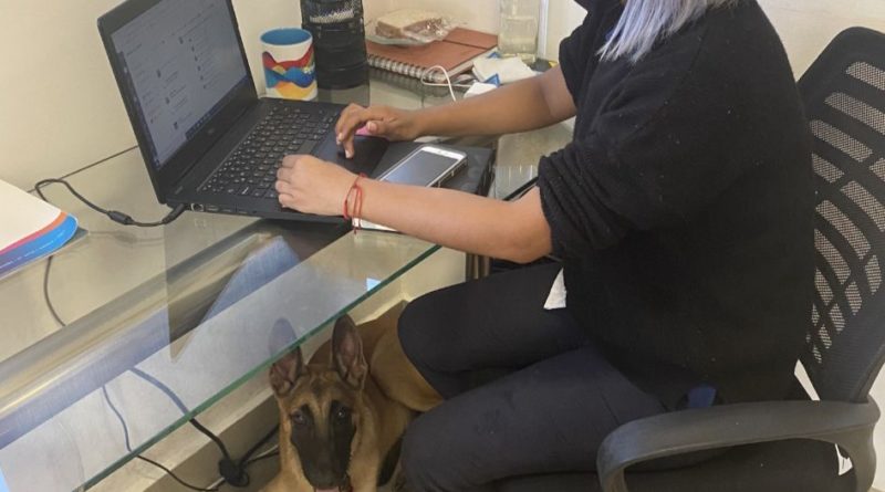 Adoptan corporativos de Cancún tendencia ‘Dog Friendly’.