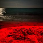 DISMINUYE ANIDACIÓN DE TORTUGAS EN CANCÚN EN UN 51.72%