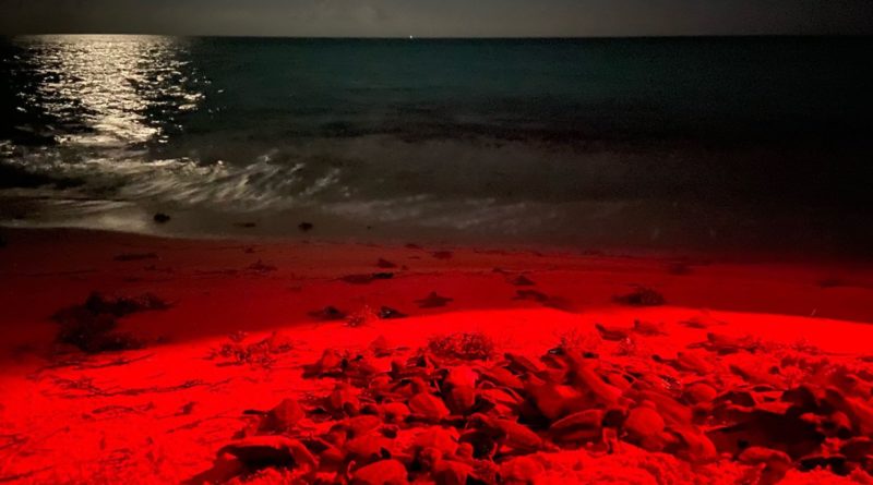 DISMINUYE ANIDACIÓN DE TORTUGAS EN CANCÚN EN UN 51.72%.