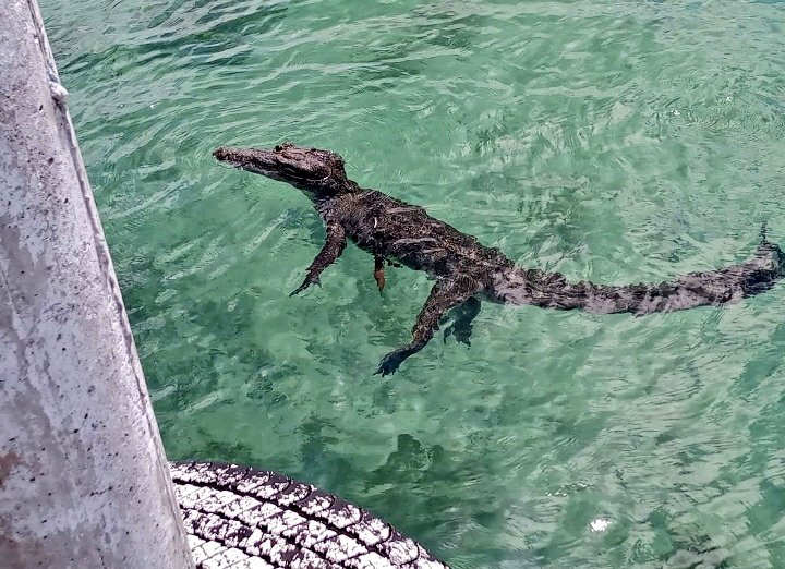 RESCATAN EN BACALAR A UN COCODRILO CON UN ANZUELO EN UN OJO; SE RECIBIÓ UN LLAMADO POR UN VARAMIENTO EN LA LAGUNA.