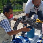 RESCATAN EN BACALAR A UN COCODRILO CON UN ANZUELO EN UN OJO