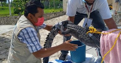 RESCATAN EN BACALAR A UN COCODRILO CON UN ANZUELO EN UN OJO.