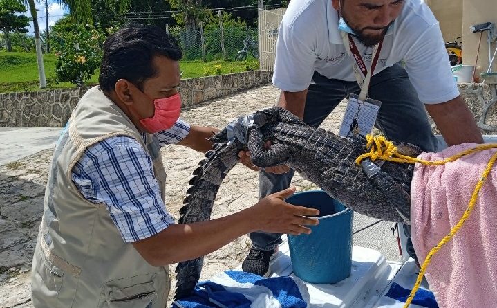 RESCATAN EN BACALAR A UN COCODRILO CON UN ANZUELO EN UN OJO.