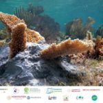 CRECEN TRES MIL NUEVOS CORALES EN COZUMEL