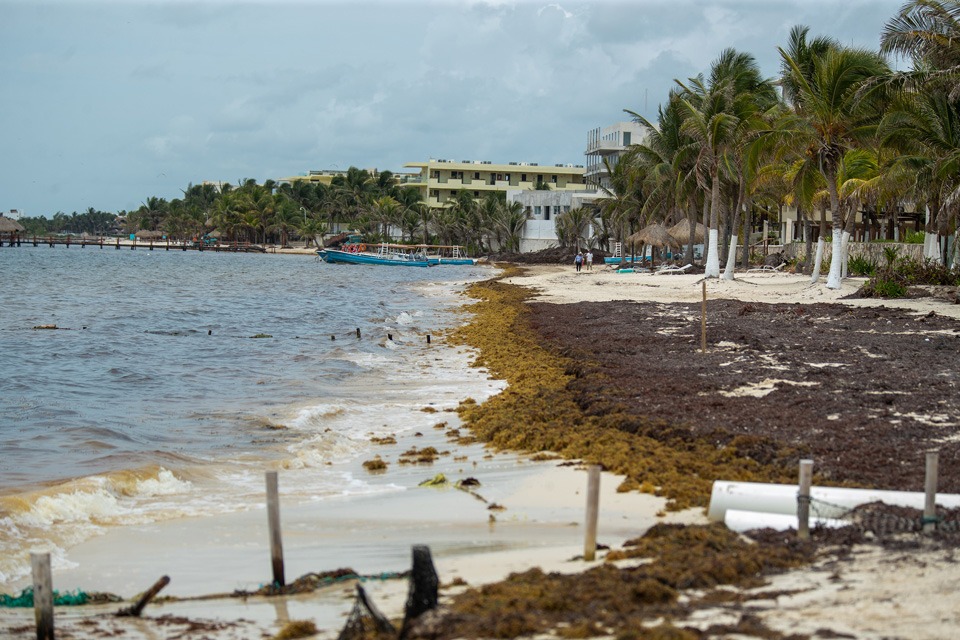 Puerto Morelos, el municipio quintanarroense con mayor presencia de sargazo; nula las actividades de limpieza por parte del Ayuntamiento.