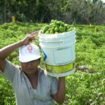 EN APOYO A LOS PRODUCTORES, QUINTANA ROO HA INVERTIDO CASI 196 MDP EN SANIDAD E INOCUIDAD AGROALIMENTARIA