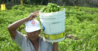 EN APOYO A LOS PRODUCTORES, QUINTANA ROO HA INVERTIDO CASI 196 MDP EN SANIDAD E INOCUIDAD AGROALIMENTARIA.