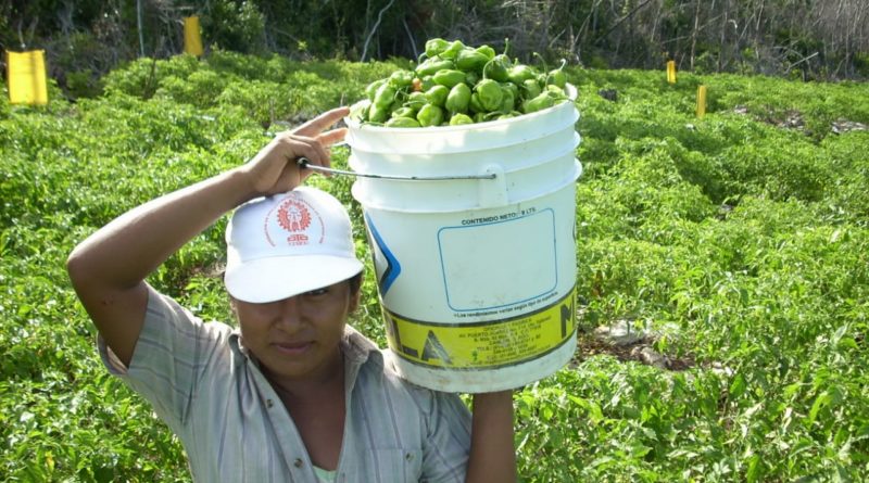 EN APOYO A LOS PRODUCTORES, QUINTANA ROO HA INVERTIDO CASI 196 MDP EN SANIDAD E INOCUIDAD AGROALIMENTARIA.