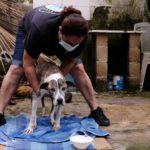 PROLIFERACIÓN DE ANIMALES ALCANZA SE ESTÁ SALIENDO DE CONTROL EN CANCÚN