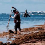 CIENTÍFICOS ADVIERTEN ALTOS NIVELES DE METALES PESADOS EN SARGAZO QUE ARRIBA A QUINTANA ROO