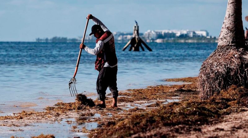 CIENTÍFICOS ADVIERTEN ALTOS NIVELES DE METALES PESADOS EN SARGAZO QUE ARRIBA A QUINTANA ROO.