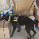 BINOMIO CANINO DETECTA PAQUETE CON PRESUNTA DROGA EN PAQUETERÍA DE PLAYA DEL CARMEN