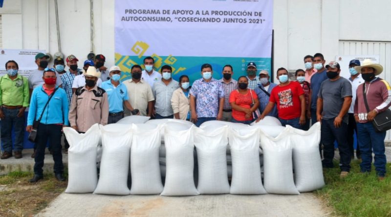 SE SEMBRARÁN SEIS MIL HECTÁREAS DE FRIJOL EN LOS MUNICIPIOS DE BACALAR Y OTHÓN P. BLANCO.