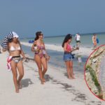 VISITA INDESEABLE PARA EL TURISMO: ARRIBAN MEDUSAS A HOLBOX