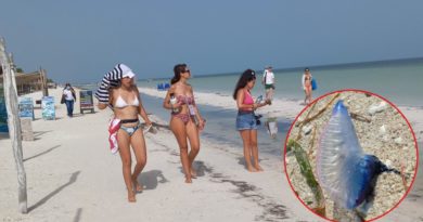 VISITA INDESEABLEPARA EL TURISMO: ARRIBAN MEDUSAS A HOLBOX.