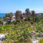 CLAUSURAN CONSTRUCCIÓN DENTRO DEL PARQUE NACIONAL TULUM