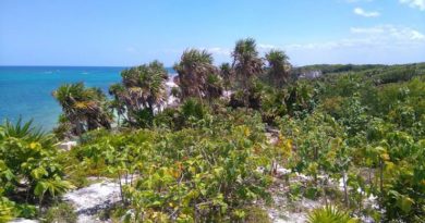 CLAUSURAN CONSTRUCCIÓN DENTRO DEL PARQUE NACIONAL TULUM.