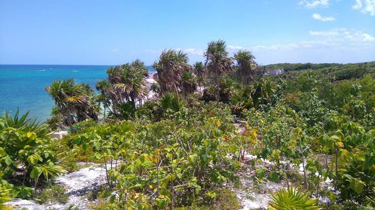 CLAUSURAN CONSTRUCCIÓN DENTRO DEL PARQUE NACIONAL TULUM.