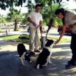 MULTARÁN EN BENITO JUÁREZ A QUIEN NO CENSE SU MASCOTA